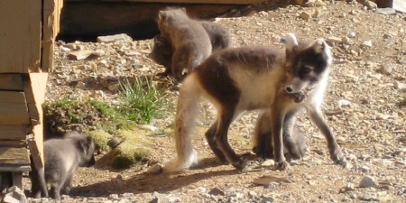 mama with puppies